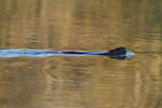 Beaver